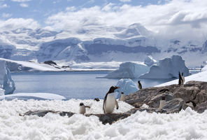 antarctica peninsula gentoo penguins istock