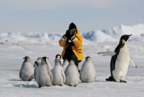 antarctica photographing emperor penguin chicks istk