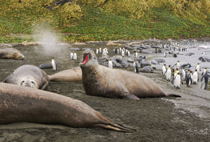 antarctica south georgia male elephant seal barking istk