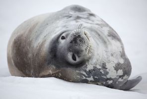 antarctica weddell seal in snow istk