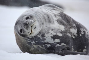 antarctica weddell seal on ice istk