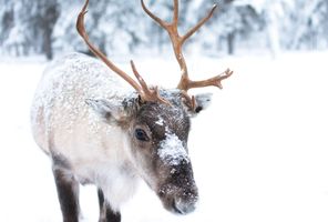 Reindeer