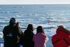 arctic spitsbergen watching polar bear from deck pq