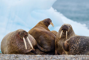 Male walrus hauled out on beach