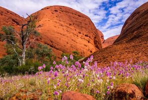 australia northern territory kata tjuta valley of the wild flowers astk