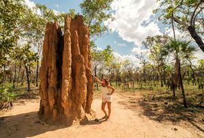 australia northern territory litchfield national park termite mound istk