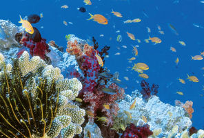 australia queensland great barrier reef coral fish ta