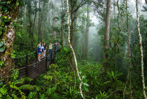 australia queensland kuranda skyrail rainforest