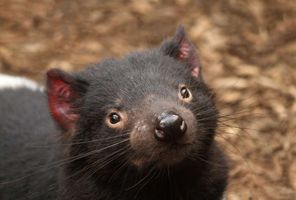 australia tasmanian devil istk