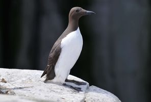 bird guillemot istk