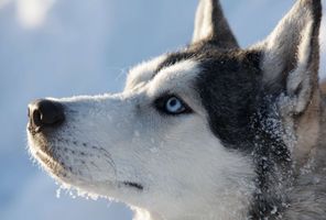 blue eyed husky sled dog istk