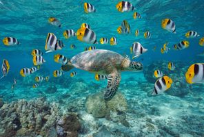 bora bora sea turle and school of fish istk