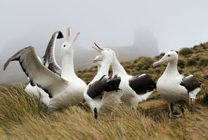 campbell island southern royal albatross istk