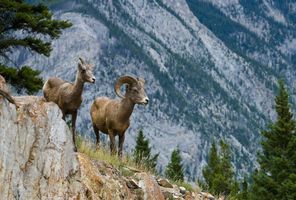 Bighorn sheep