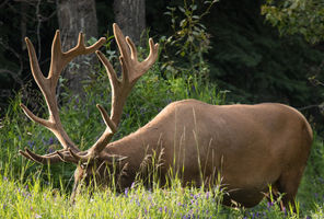 Elk in Banff National Park