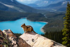 Chipmunk at Peyto Lake