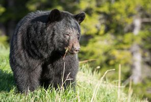 canada black bear in rocky mountains astk