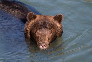 canada british columbia grizzly bear swimming toba inlet kwr