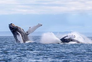 Humpback whales breaching