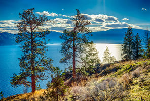 canada british columbia okanagan trees adstk