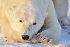 canada churchill sunlit polar bear on tundra istk