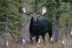 canada cypress hill provincial park moose ta