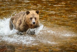 canada grizzly bear chasing salmon at knight inlet istk