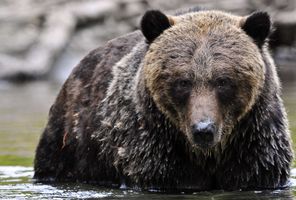 canada grizzly bear close up tweedsmuir british columbia tpl