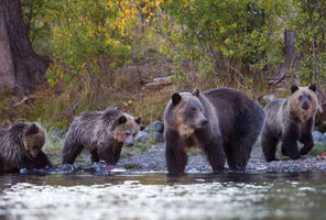 Grizzly bear family at water's edge