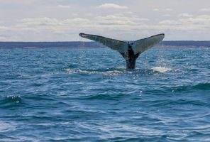 Humpback whale