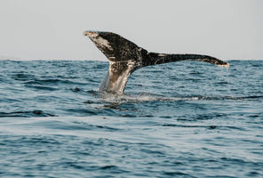 canada humpback whale newfoundland dc