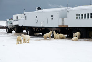 canada manitoba churchill tundra lodge nathab