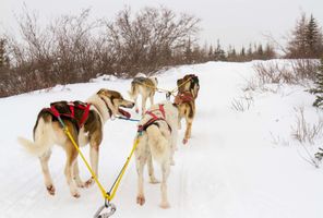 canada manitoba dog sledding istk