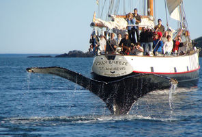 canada new brunswick whale watching bay of fundy nb