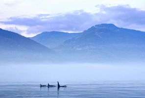 canada orcas offshore vancouver island astk