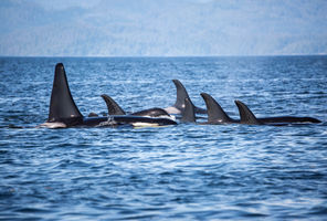 canada pod of orca british columbia astk