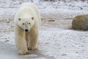 canada polar bear walking across frozen tundra churchill nha jared