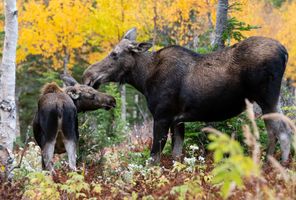 canada quebec moose and calf gaspesie national park istk