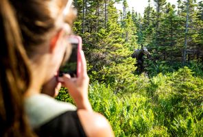 canada spotting moose on skyline trail cape breton nova scotia tb