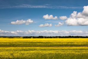 canada travelling through the canola prairies via rail vr