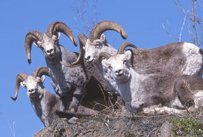 canada yukon dall sheep ty