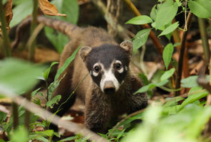 costa rica white nosed coati face istk