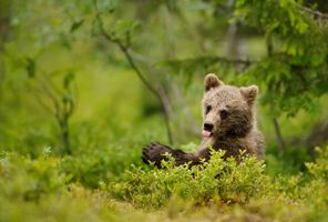 eastern finland brown bear cub tongue out istk