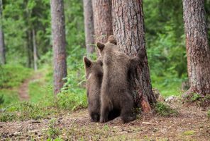 eastern finland brown bear cubs behind tree istk