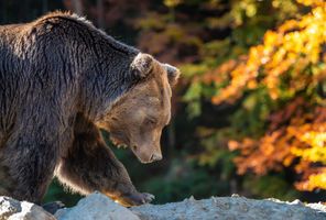 eastern finland brown bear detail autumn istk