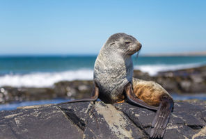 falklands wildlife fur seal sstk