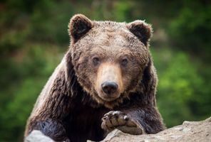 finland brown bear staring at camera istk