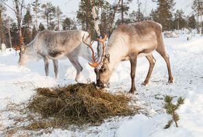 finland reindeer herders inari