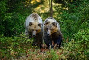 finland two large brown bears in forest istk