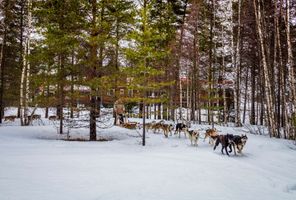 finnish lapland husky sledding from beana laponia rth